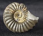 Pleuroceras spinatum (BRUGUIRE 1789) - Bild © FossNet FossilienStore